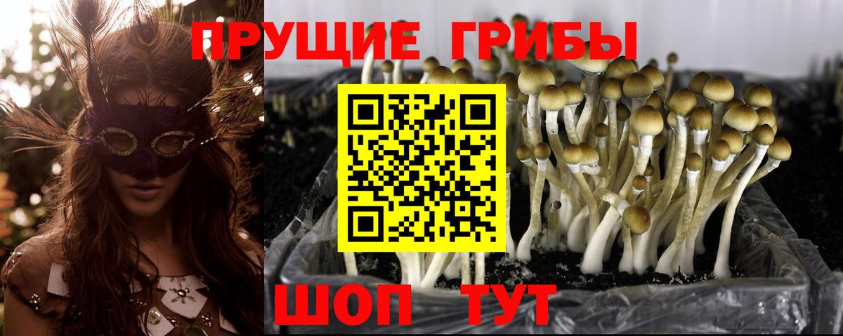 Галлюциногенные грибы Psilocybe Сатка